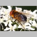 Phasia hemiptera - Raupenfliege w06.jpg